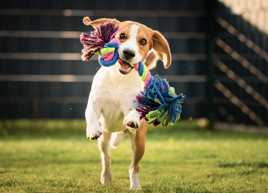 Future Dog Park-image